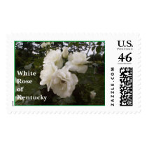 White Rose of Kentucky postage