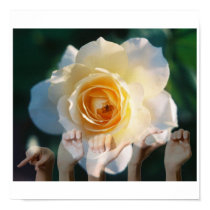 White Rose of Peace - ASL posters by TheCreatorsChoice White Rose of Peace - ASL posters