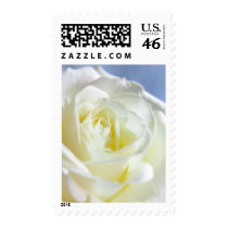 White Rose on Baby Blue | Flower Postage