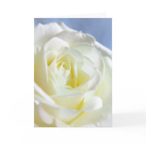 White Rose on Baby Blue | Thank You Card