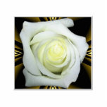 White Rose on Black and Gold Background Photo Sculpture