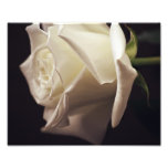 White Rose Photo photography