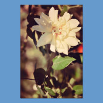 White rose photography