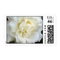 White Rose Postage Stamp