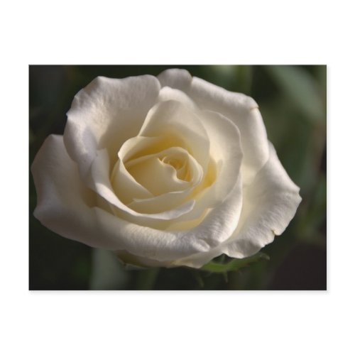 White rose