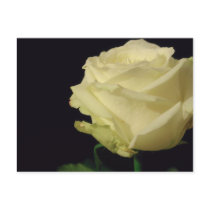 White Rose postcards