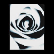 White Rose Postcard postcards