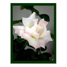 White Rose Postcard