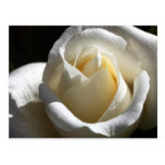 White Rose Postcard