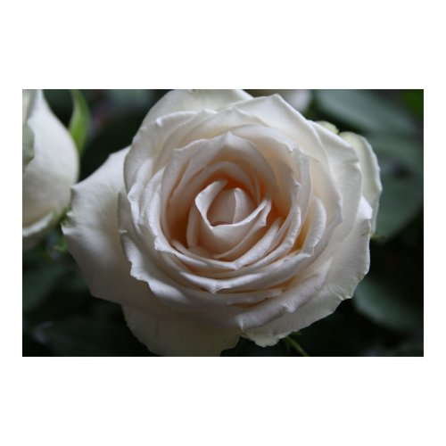 White rose print