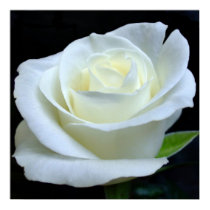 White Rose Poster posters by floraluniverses White Rose Poster posters