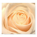 White Rose posters
