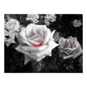 White Rose posters