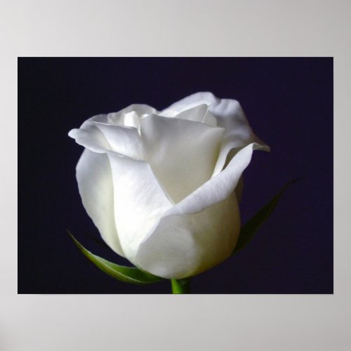 White Rose Poster print