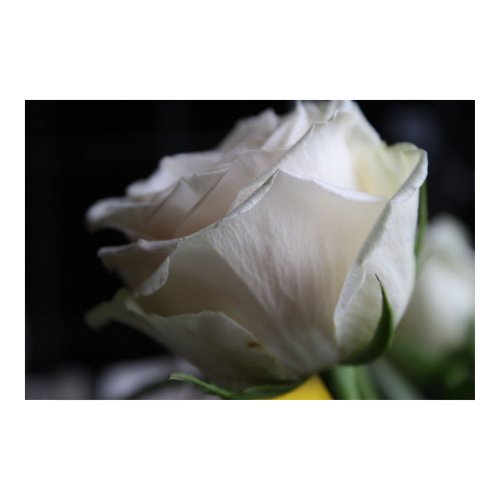 White rose print