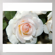 white rose poster