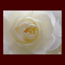 White Rose Poster Print Beautiful Flower Art Print posters