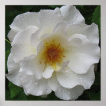 White Rose Poster Prints posters