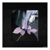 White Rose Print print