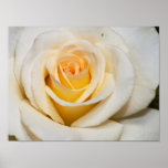 White Rose Print
