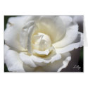 White Rose, S Cyr cards