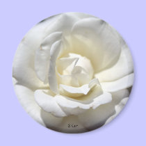 White Rose, S Cyr magnets