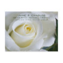 White Rose • Save the Date Postcard