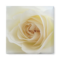 White Rose Square Magnet 001