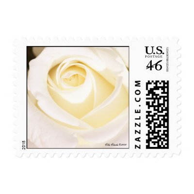 White Rose (Square Size) Postage Stamps