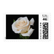 White Rose Stamp stamp