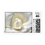 White Rose Stamp, S Cyr