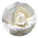 White Rose stickers