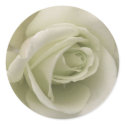 White Rose Sticker by ggbythebay White Rose Sticker
