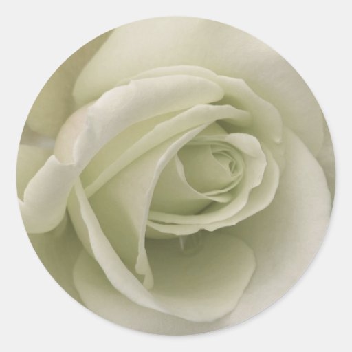 White Rose Sticker Zazzle