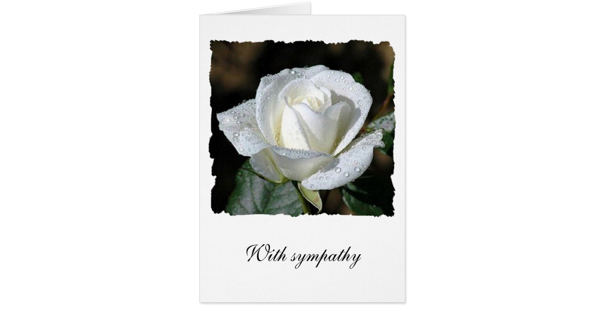 White Rose Sympathy Card Zazzle