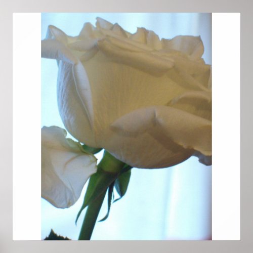 WHITE ROSE TEXTURE print