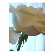 WHITE ROSE TEXTURE posters