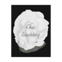 White rose, Wedding Invitation Postcards, Custom postcard
