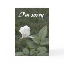 White rosebud apology card