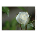 White Rosebud cards