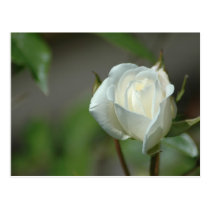 White Rosebud postcards