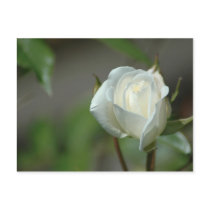 White Rosebud postcards