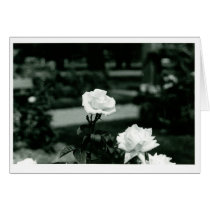 White Roses cards