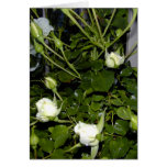 White Roses Card