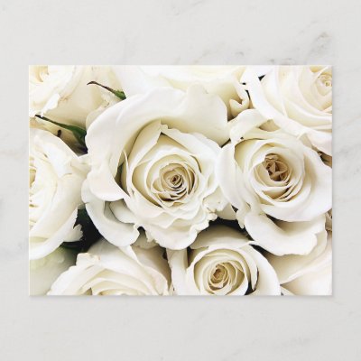 White Roses Postcard