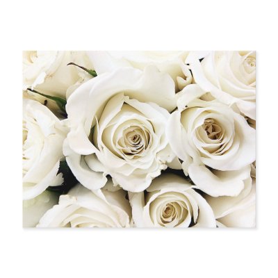 White Roses Postcard