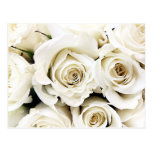 White Roses Postcard