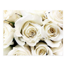 White Roses Postcard