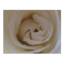 White Roses Postcards