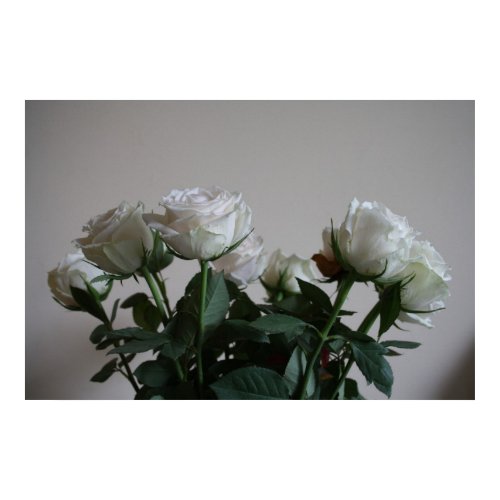 White roses print